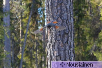 Kuukkeli1h Y maalis16.jpg