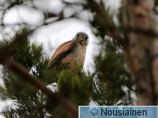 Tuulihaukka LKK huhti16.jpg