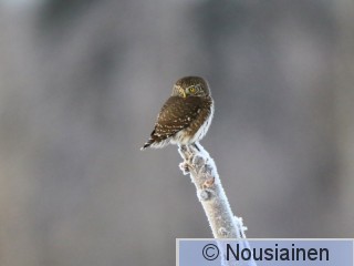 Varpuspöllö1b P j16.jpg