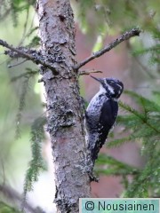 Pohjantikka1c SN syys16.jpg