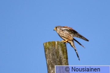 Tuulihaukka7d P syys16.jpg