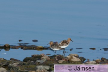 DSC_091314175.jpg