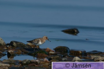 DSC_101014264.jpg