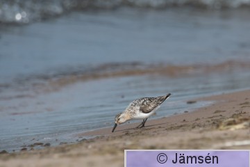 DSC_2393019381.jpg