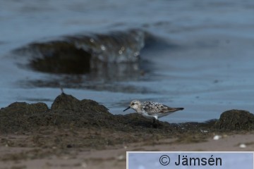 DSC_2481019436.jpg