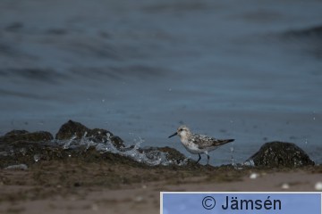DSC_2551019498.jpg