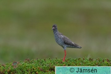 DSC_7048017415.jpg