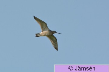 DSC_6558.jpg