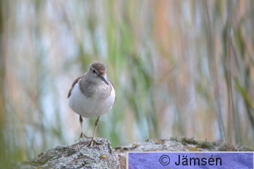 20150714-DSC_3366.jpg