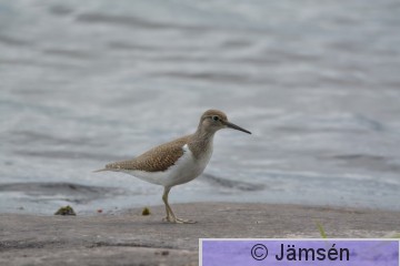 20150721-DSC_4471.jpg