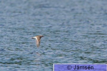 DSC_16043606.jpg