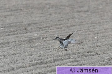 DSC_25354798.jpg