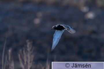 DSC_45545421.jpg