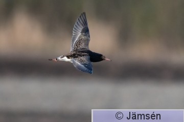 DSC_45715424.jpg