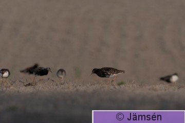 DSC_48515511.jpg