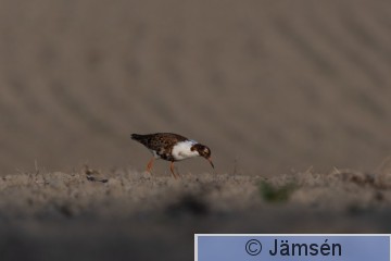 DSC_48615515.jpg