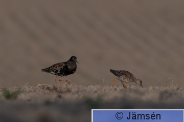 DSC_48725524.jpg