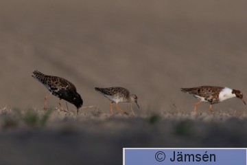 DSC_48765527.jpg