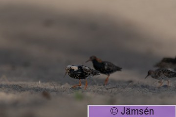 DSC_51125635.jpg