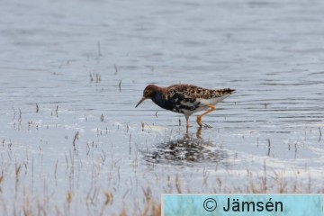 DSC_60288655.jpg