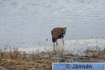 DSC_60548662.jpg