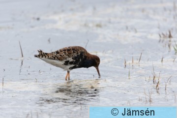 DSC_60718673.jpg