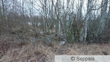 ranta.JPG