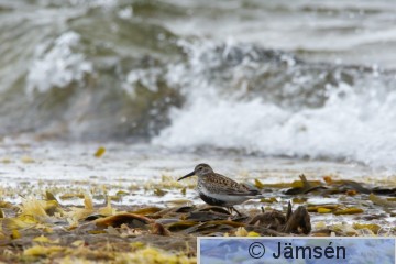 DSC_31680585.jpg