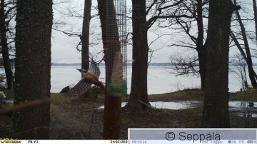 käpytikka.JPG