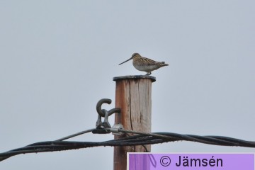 20150429-DSC_5011.jpg