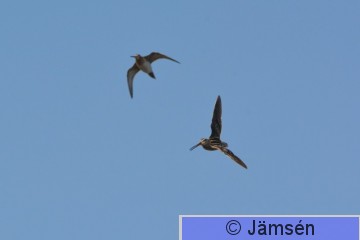 DSC_1531.jpg