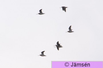 DSC_112600702.jpg