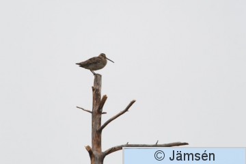 DSC_9953014696.jpg