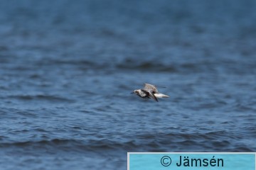 DSC_1338018894.jpg