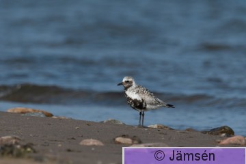 DSC_1380018933.jpg