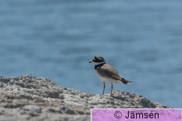 DSC_032613934.jpg