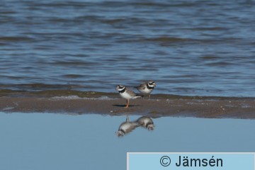 DSC_916013363.jpg