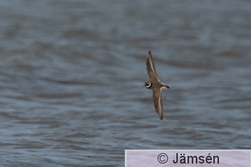 DSC_1558019034.jpg