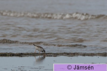 DSC_2069019215.jpg