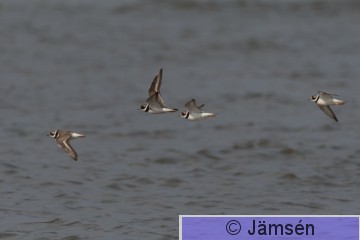 DSC_2225019303.jpg