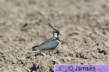 DSC_0733.jpg