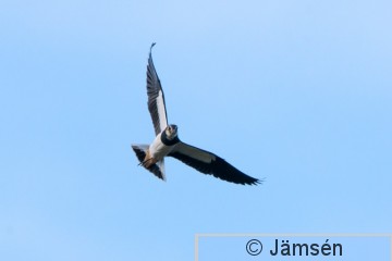 DSC_044018158.jpg