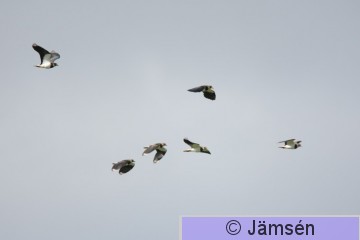 DSC_59720319.jpg