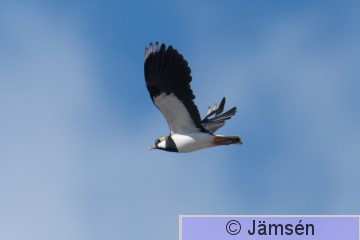 DSC_76070067.jpg