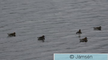 DSC_23900631.jpg