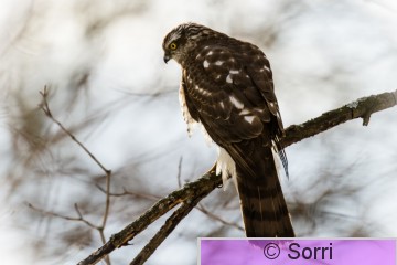 IMG_0696-2-2.jpg