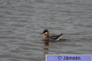 DSC_24410649.jpg