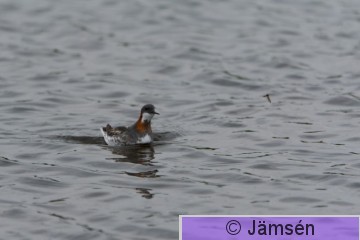 DSC_24480652.jpg