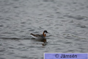 DSC_24510654.jpg