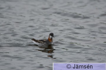 DSC_24520655.jpg
